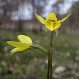 Diuris chryseopsis at Stromlo, ACT - suppressed