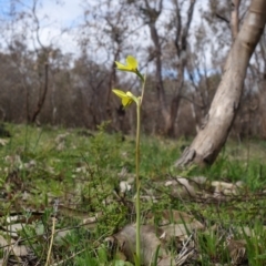 Diuris chryseopsis at Stromlo, ACT - 4 Sep 2022