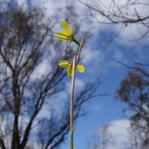 Diuris chryseopsis at Stromlo, ACT - suppressed