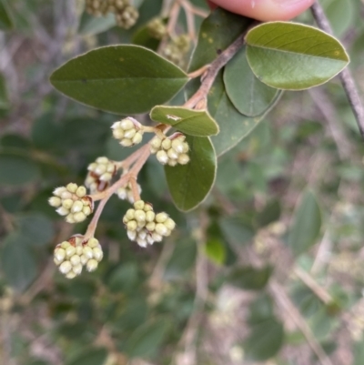 Pomaderris andromedifolia (Yellow Pomaderris) at Acton, ACT - 18 Aug 2022 by NedJohnston