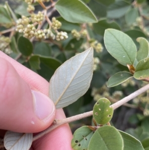 Pomaderris andromedifolia at Acton, ACT - 18 Aug 2022 12:13 PM