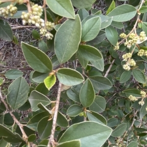 Pomaderris andromedifolia at Acton, ACT - 18 Aug 2022 12:13 PM