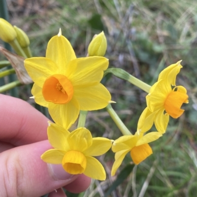 Narcissus tazetta (Jonquil) at Acton, ACT - 18 Aug 2022 by NedJohnston