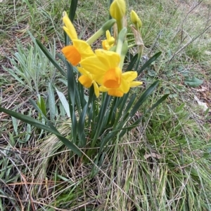 Narcissus tazetta at Acton, ACT - 18 Aug 2022 12:14 PM