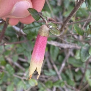 Correa sp. at Acton, ACT - 18 Aug 2022