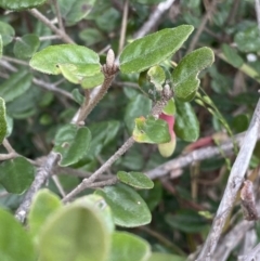 Correa sp. at Acton, ACT - 18 Aug 2022