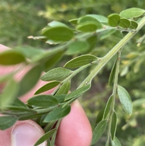 Acacia howittii at Acton, ACT - 18 Aug 2022