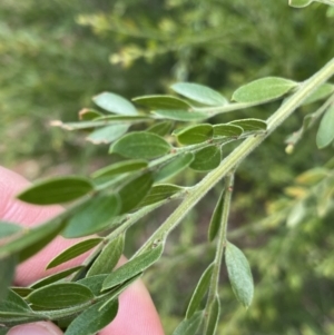 Acacia howittii at Acton, ACT - 18 Aug 2022