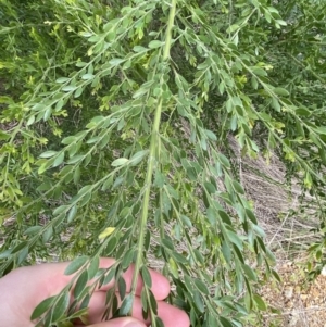 Acacia howittii at Acton, ACT - 18 Aug 2022