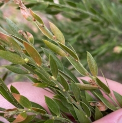 Acacia howittii at Acton, ACT - 18 Aug 2022