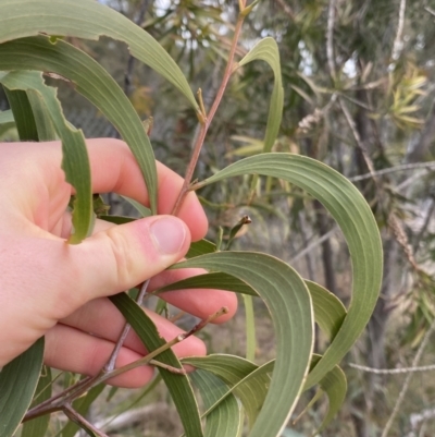 Acacia implexa (Hickory Wattle, Lightwood) at Acton, ACT - 18 Aug 2022 by NedJohnston