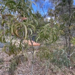 Acacia implexa at Acton, ACT - 18 Aug 2022