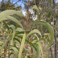 Acacia implexa at Acton, ACT - 18 Aug 2022