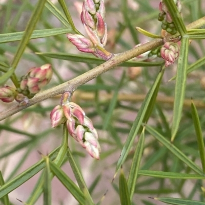 Grevillea sp. (Grevillea) at Acton, ACT - 18 Aug 2022 by Ned_Johnston