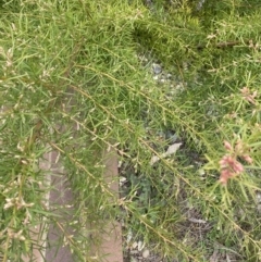 Grevillea sp. at Acton, ACT - 18 Aug 2022