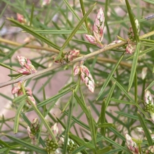 Grevillea sp. at Acton, ACT - 18 Aug 2022