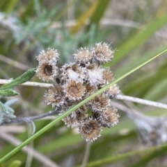 Chrysocephalum semipapposum (Clustered Everlasting) at Acton, ACT - 18 Aug 2022 by NedJohnston