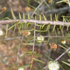 Acacia ulicifolia (Prickly Moses) at O'Connor, ACT - 18 Aug 2022 by NedJohnston