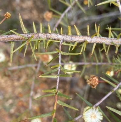 Acacia ulicifolia (Prickly Moses) at O'Connor, ACT - 18 Aug 2022 by NedJohnston