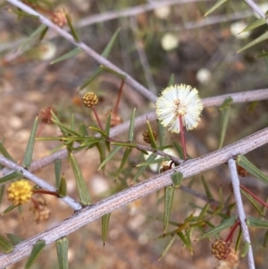 Acacia ulicifolia at O'Connor, ACT - 18 Aug 2022