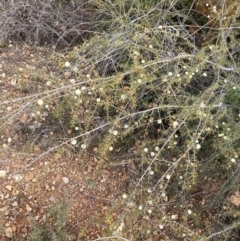 Acacia ulicifolia at O'Connor, ACT - 18 Aug 2022