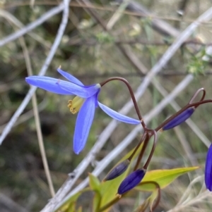 Stypandra glauca at O'Connor, ACT - 18 Aug 2022