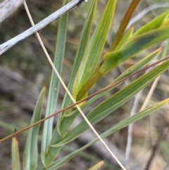 Stypandra glauca at O'Connor, ACT - 18 Aug 2022