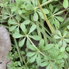 Galium aparine (Goosegrass, Cleavers) at Aranda, ACT - 18 Aug 2022 by NedJohnston