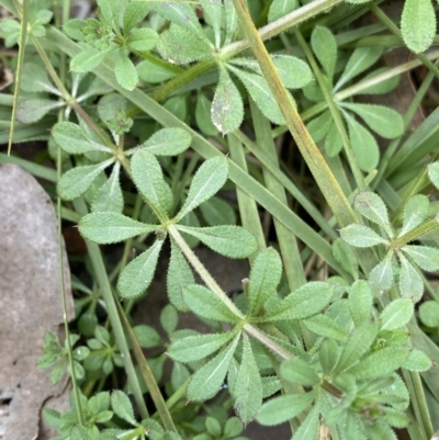 Galium aparine (Goosegrass, Cleavers) at Aranda, ACT - 18 Aug 2022 by NedJohnston