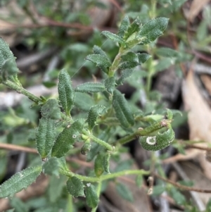 Gonocarpus tetragynus at Aranda, ACT - 18 Aug 2022 11:17 AM