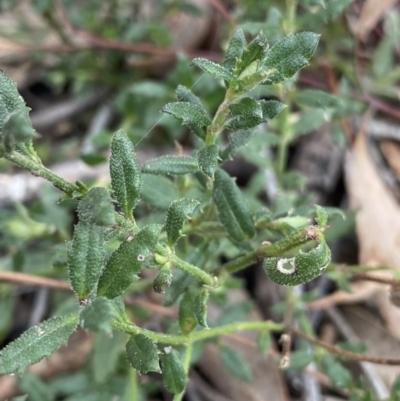 Gonocarpus tetragynus (Common Raspwort) at Aranda, ACT - 18 Aug 2022 by NedJohnston