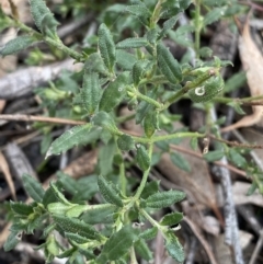 Gonocarpus tetragynus at Aranda, ACT - 18 Aug 2022 11:17 AM