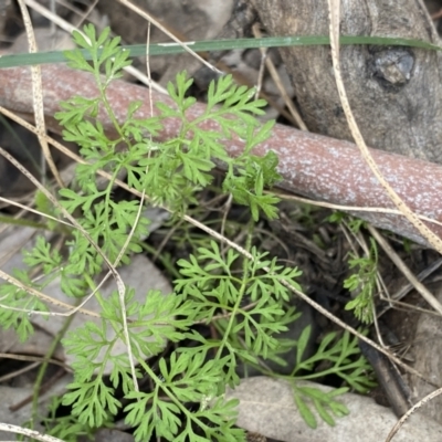 Daucus glochidiatus (Australian Carrot) at Aranda, ACT - 18 Aug 2022 by NedJohnston