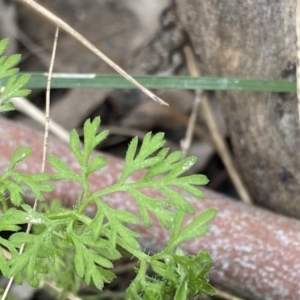 Daucus glochidiatus at Aranda, ACT - 18 Aug 2022 11:01 AM