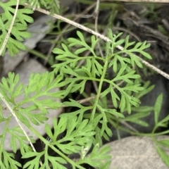 Daucus glochidiatus at Aranda, ACT - 18 Aug 2022 11:01 AM