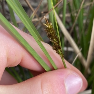 Carex appressa at Aranda, ACT - 18 Aug 2022 11:00 AM