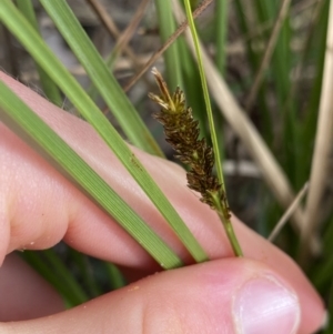 Carex appressa at Aranda, ACT - 18 Aug 2022 11:00 AM