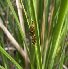 Carex appressa at Aranda, ACT - 18 Aug 2022