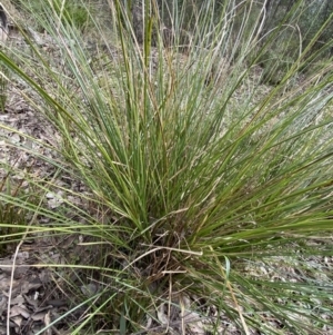 Carex appressa at Aranda, ACT - 18 Aug 2022 11:00 AM