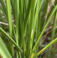 Carex appressa at Aranda, ACT - 18 Aug 2022