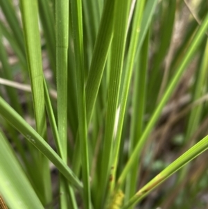 Carex appressa at Aranda, ACT - 18 Aug 2022 11:00 AM