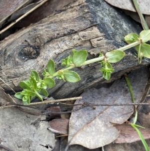 Lysimachia arvensis at Aranda, ACT - 18 Aug 2022