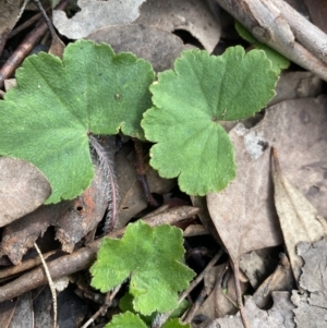 Hydrocotyle laxiflora at Aranda, ACT - 18 Aug 2022 10:59 AM