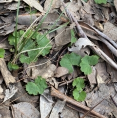 Hydrocotyle laxiflora at Aranda, ACT - 18 Aug 2022 10:59 AM