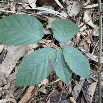 Rubus anglocandicans (Blackberry) at Aranda, ACT - 18 Aug 2022 by Ned_Johnston