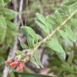 Grevillea alpina at Aranda, ACT - 18 Aug 2022