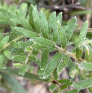 Grevillea alpina at Aranda, ACT - 18 Aug 2022