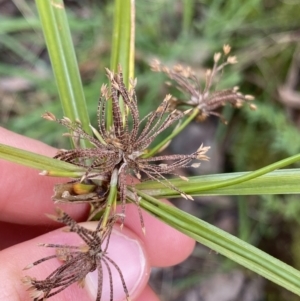 Cyperus eragrostis at Aranda, ACT - 18 Aug 2022