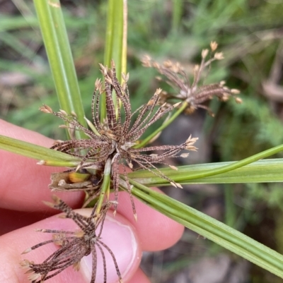 Cyperus eragrostis (Umbrella Sedge) at Aranda Bushland - 18 Aug 2022 by NedJohnston