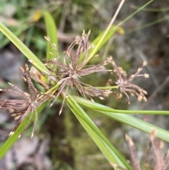 Cyperus eragrostis at Aranda, ACT - 18 Aug 2022